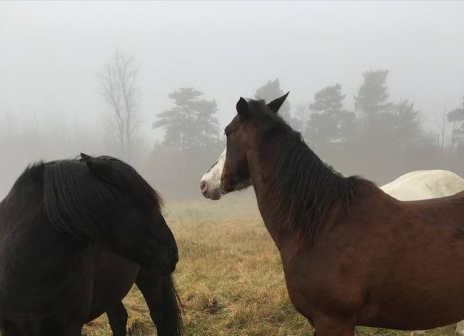 Tökéletesen kiegészítik egymást.