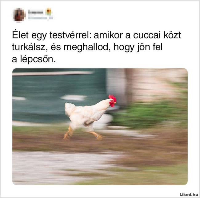 17 élethelyzet, ami jól mutatja, hogy milyen kiszámíthatatlan is a testvérek élete
