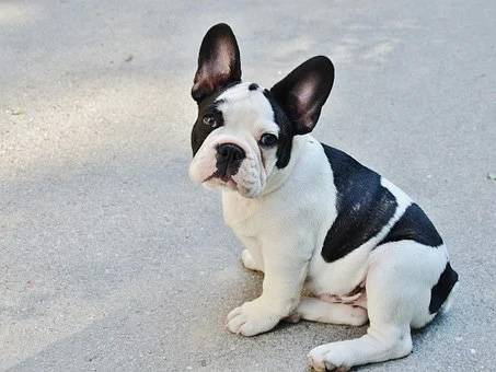 Francia Bulldog!
