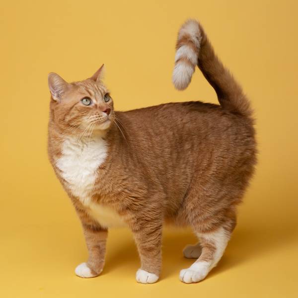 Macska