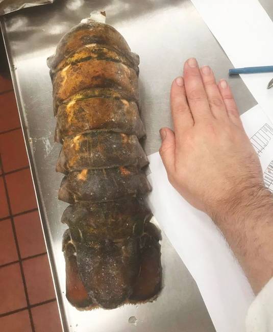 Egy homár farka egy emberi kéz méretéhez képest.
