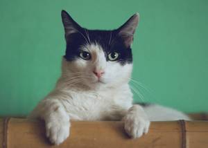 Macska