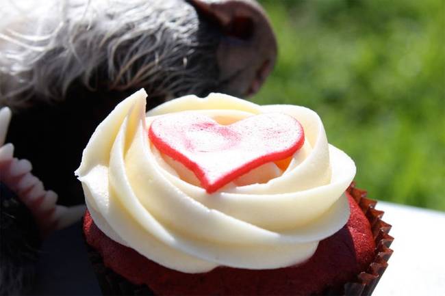 Egy másodperc múlva már csak az orrán maradt némi hab a cupcake-ből.