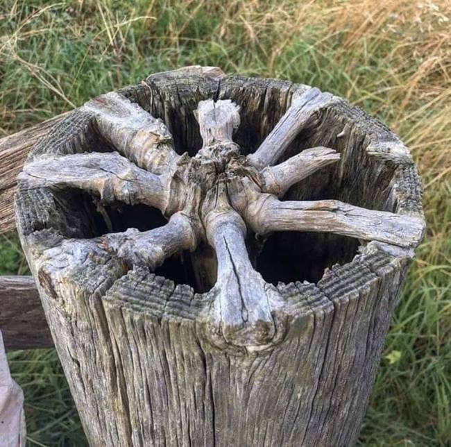 Így nőnek az ágak egy fa belsejében.