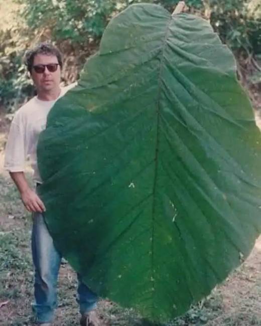 Óriás dolgok 010