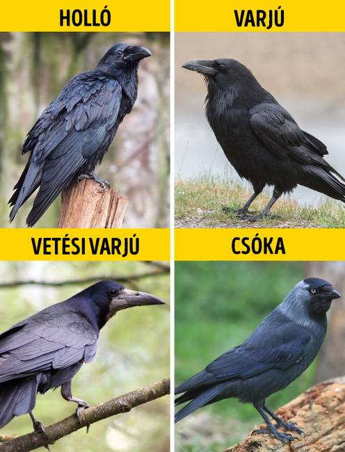 Holló, varjú, vetési varjú vagy csóka?