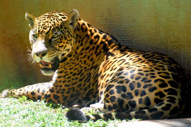 A jaguárok doppingot használnak, hogy jobban vadászhassanak: egy banisteriopsis caapi nevű növényt esznek, ami egy pszichoaktív anyagokat tartalmazó növény.