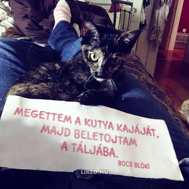 14 kisállat, akit szégyentáblával jutalmaztak a csínytevésért
