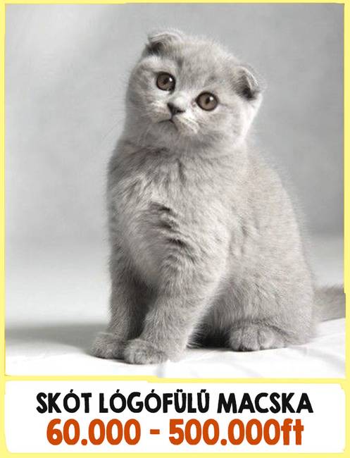 17 különleges macskafajta, amikért komplett vagyonokat kell fizetnünk a tenyésztőknek