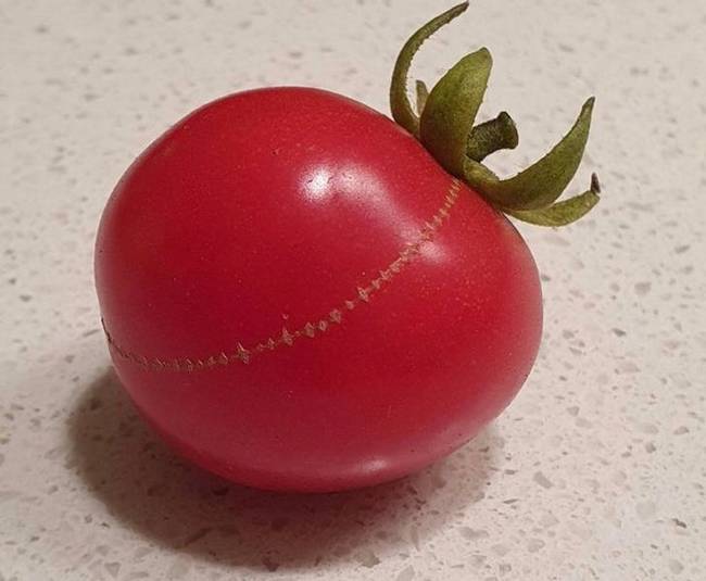 Ez a paradicsom növekedés közben kidurrant, majd összevarrta magát.