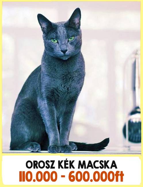 17 különleges macskafajta, amikért komplett vagyonokat kell fizetnünk a tenyésztőknek