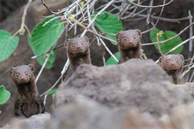 Kihirdették a Comedy Wildlife fotópályázat döntőseit, és ez a 30 állat biztos, hogy Téged is meg fog nevettetni
