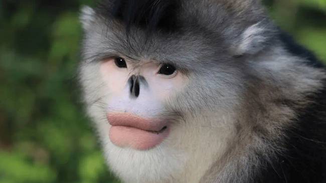 animales 12