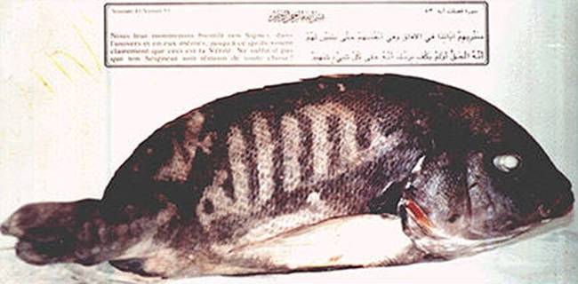 Hal - 200 millió forint