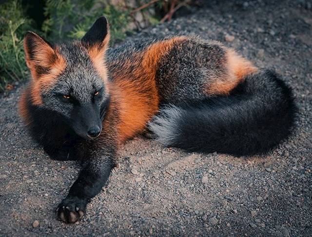Ilyen rókát sem gyakran lát az ember.