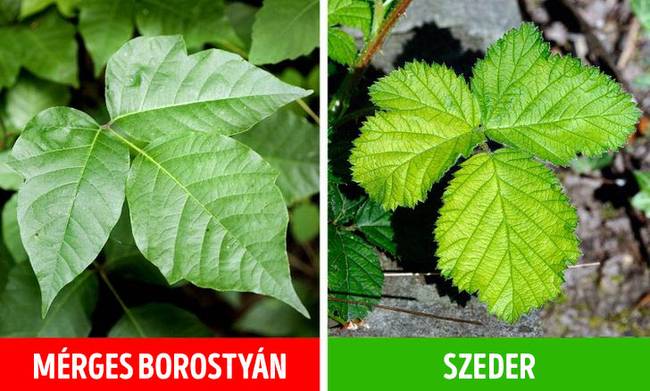 Mérges borostyán