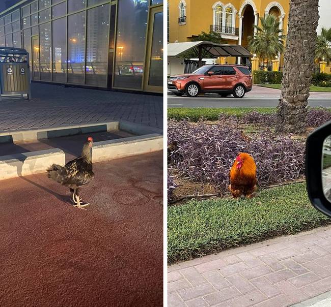 20+ bizonyíték rá, hogy az Emirátusokban a gazdag élet mellett különös furcsaságok is találhatók