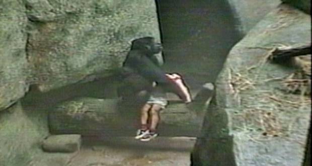 Egy állatkerti gorilla egyszer megmentett egy gyereket