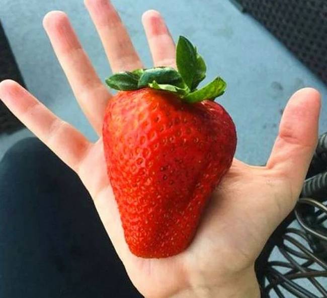 Az ilyen eperből egy szem is elég hozzá, hogy jóllakjunk.