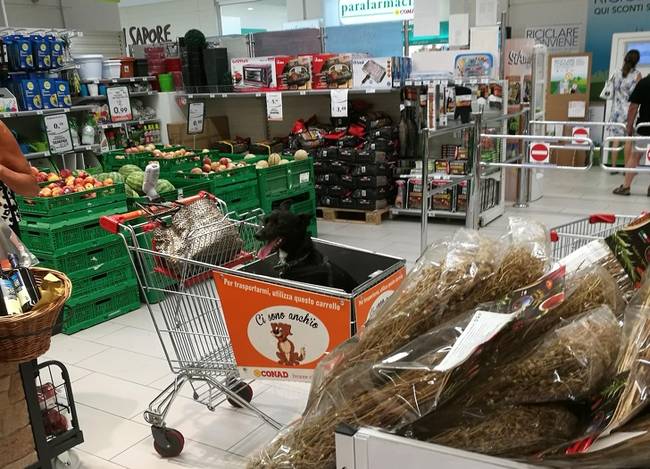 Olaszországban vannak olyan szupermarketek, ahol a négylábú barátokat is szívesen fogadják.