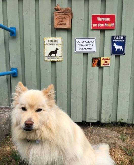 „Utazáskor mindig vásárolunk egy "Vigyázz, a kutya harap" figyelmeztető táblát a helyi ország nyelvén a kutyánknak."