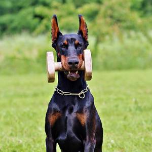 Dobermann