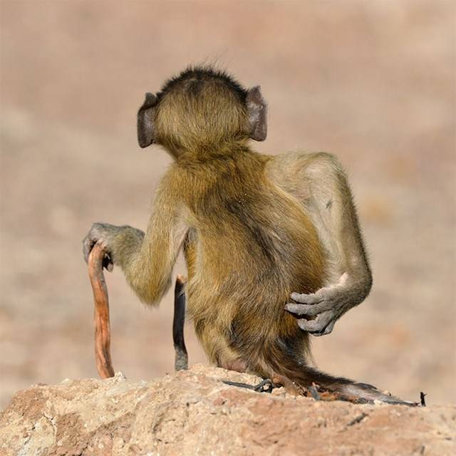 Kihirdették a Comedy Wildlife fotópályázat döntőseit, és ez a 30 állat biztos, hogy Téged is meg fog nevettetni