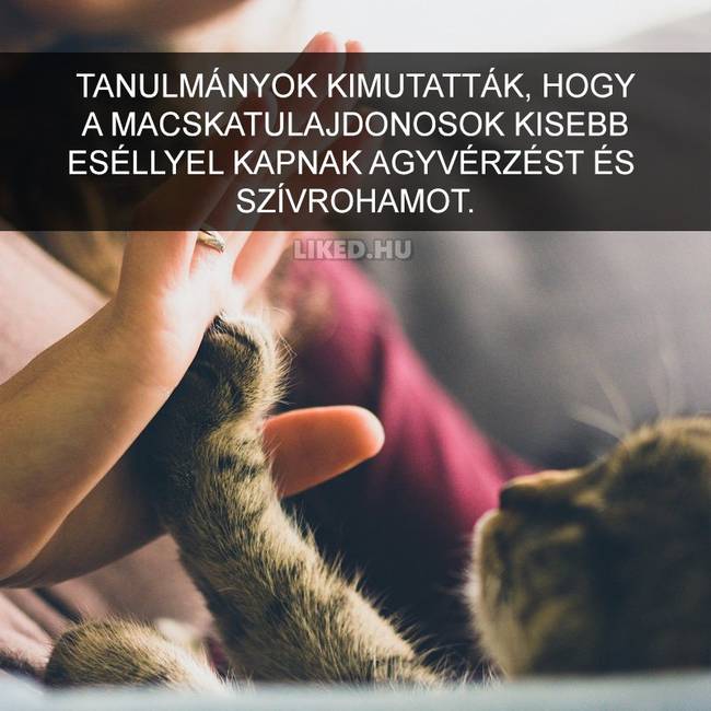 15 meghökkentő tény a macskákról, amit valószínűleg Te sem tudtál korábban