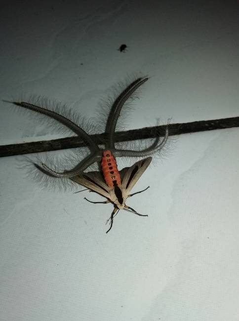 Az Ausztráliában őshonos Creatonotos gangis nevű molylepke, ami épp úgy néz ki, mintha egy horror filmből lépett volna elő.