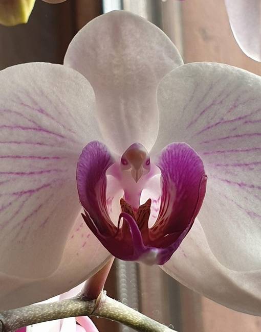 Ez az orchidea épp úgy néz ki, mint egy egzotikus madár.