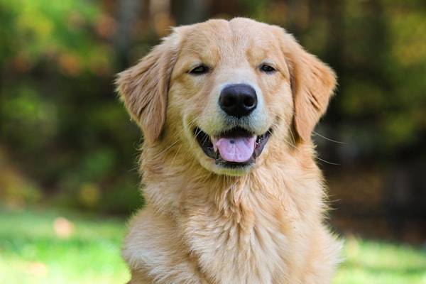 Golden Retriever