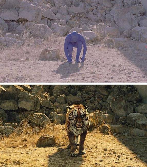 Tigris a Westworldben.