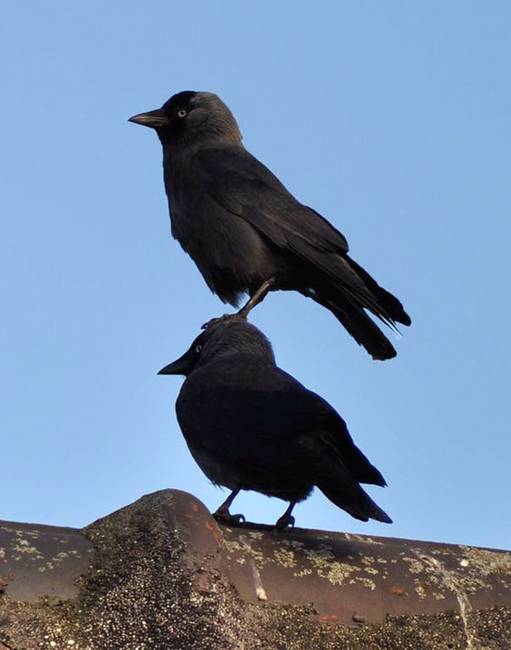 Jól látszik, hogy melyikük a góré.