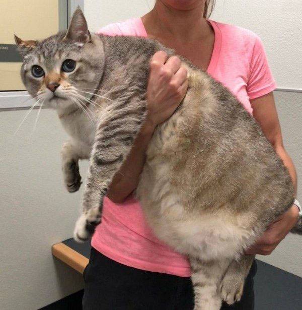 110% pufókság.