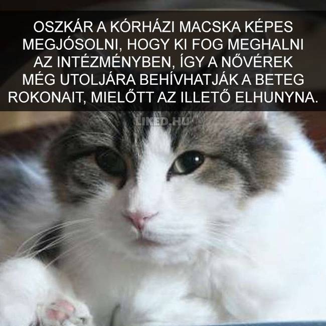 15 meghökkentő tény a macskákról, amit valószínűleg Te sem tudtál korábban
