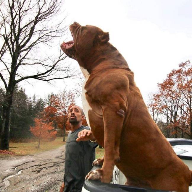 A világ legnagyobb pitbullja, Hulk.