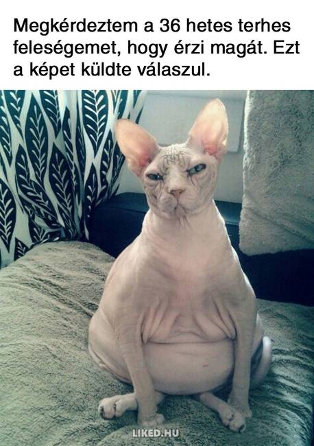 20 vicces terhességgel kapcsolatos mém, ami többet mond minden szónál
