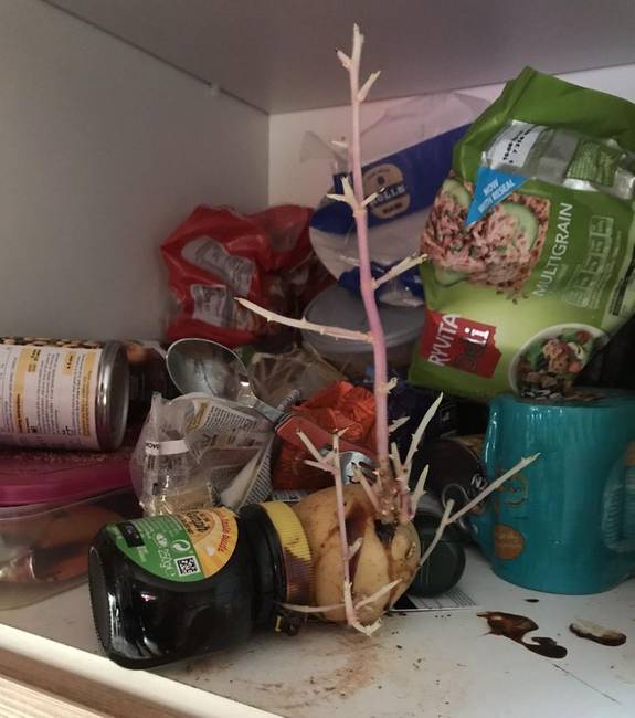 „A lakótársam egyértelműen nem rajong a tisztaságért. Ez a burgonya a szekrényében nőtt."