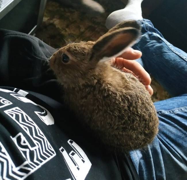 „Fűnyírás közben találtam ezt a nyulat. A nagymamám befogadta, és etette őt. Nagyon jóba lette. Amikor a nagyi főz, mindig a közelében van, amikor tévét néz, az ölében ül. Néha még együtt is alszanak.”