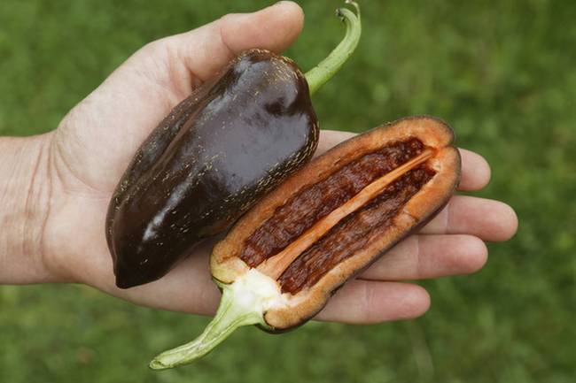 Csokoládépaprika