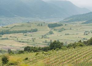 Wachau-völgy