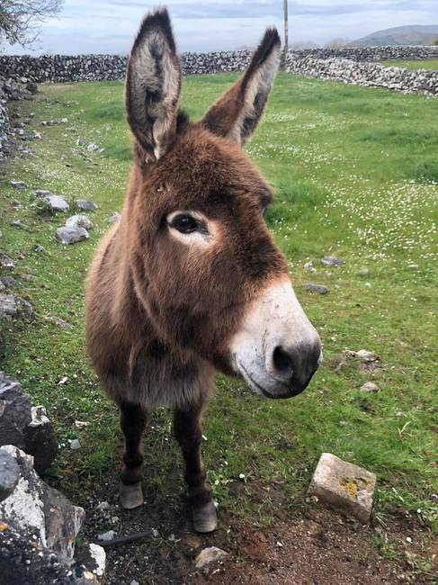 „Egy működő farmon szálltunk meg Nyugat-Írországban, a tulajdonos pedig hagyott nekünk egy nagy tál almát, hogy etessük az aranyos kis Penny-t."