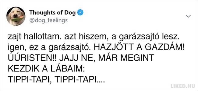 20 vicces kutyagondolat, amivel minden gazdi könnyedén képes lesz azonosulni