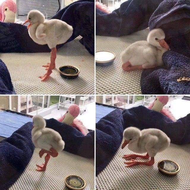 Bébiflamingó.
