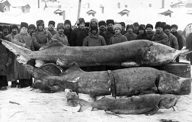 Orosz horgászok és az ő nem mindennapi fogásaik a Volga folyó partján, 1924-ben.