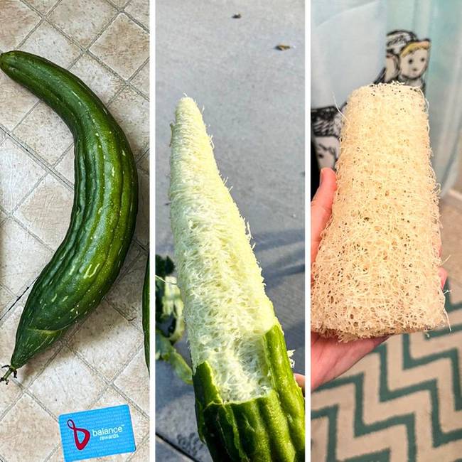 A luffa szivacsok az azonos nevű zöldségből készülnek, mely valójában egy uborka. Csak meghámozzák és kiszárítják őket.