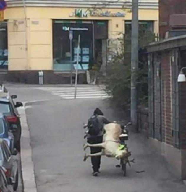 „A finn haver egy rénszarvast visz haza, hogy legyen mivel megetetnie a családját."