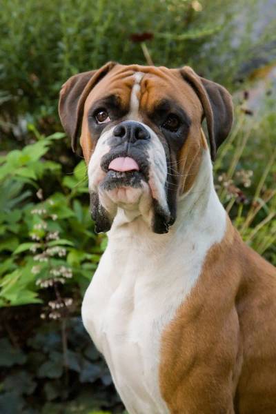Boxer