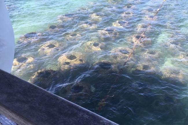 „Cancúnban, a kikötő közelében láttam ezeket a furcsa dolgokat a vízben...”