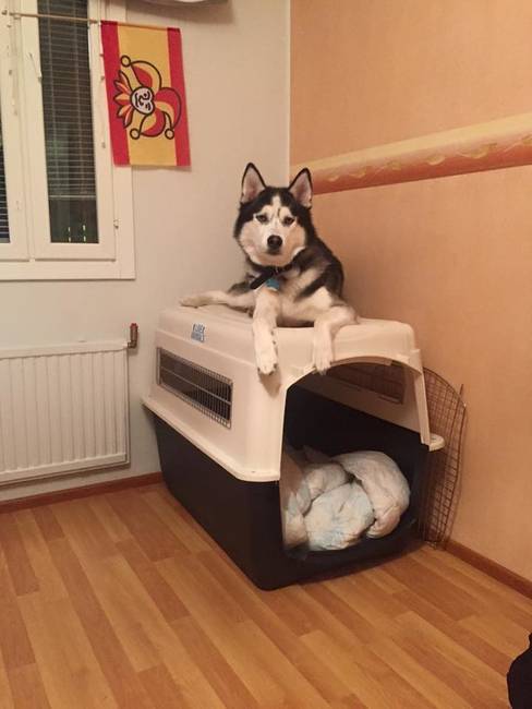 „A kutyám előző életében macska lehetett."